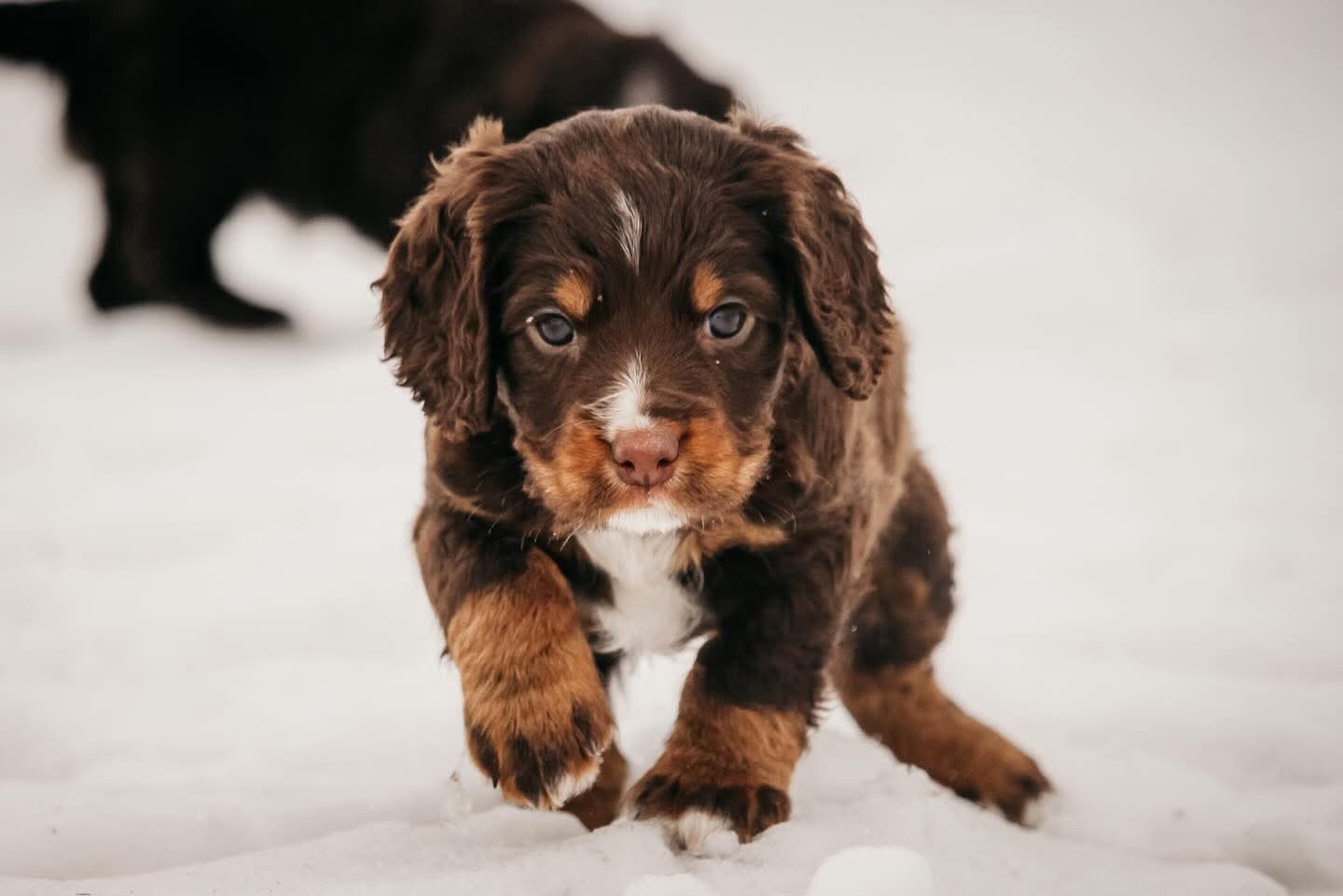 Maisie x Gus Puppies