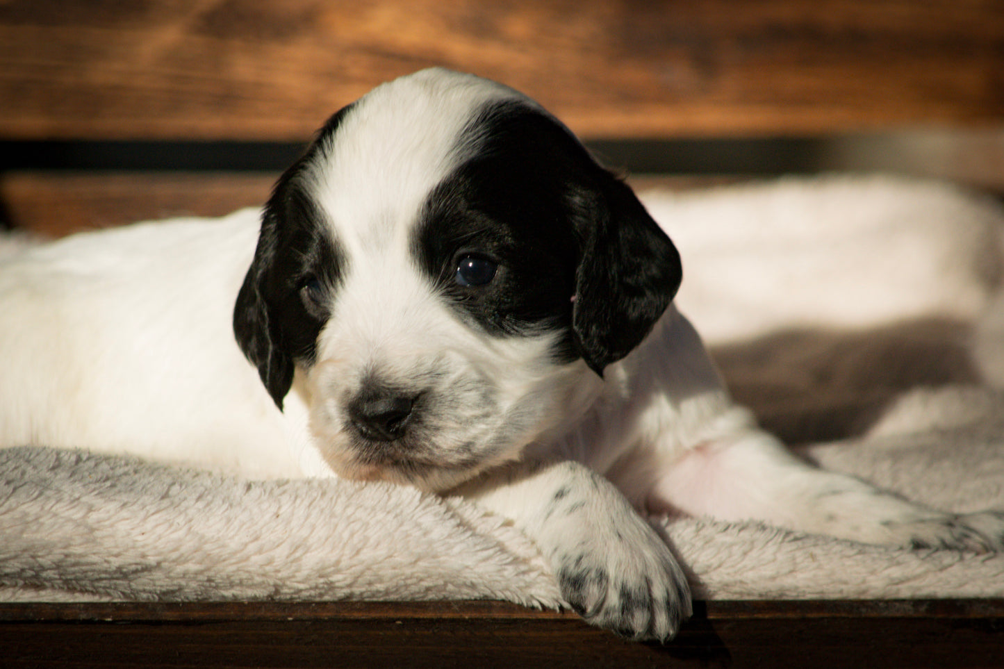 Jolene x Cooper Pups