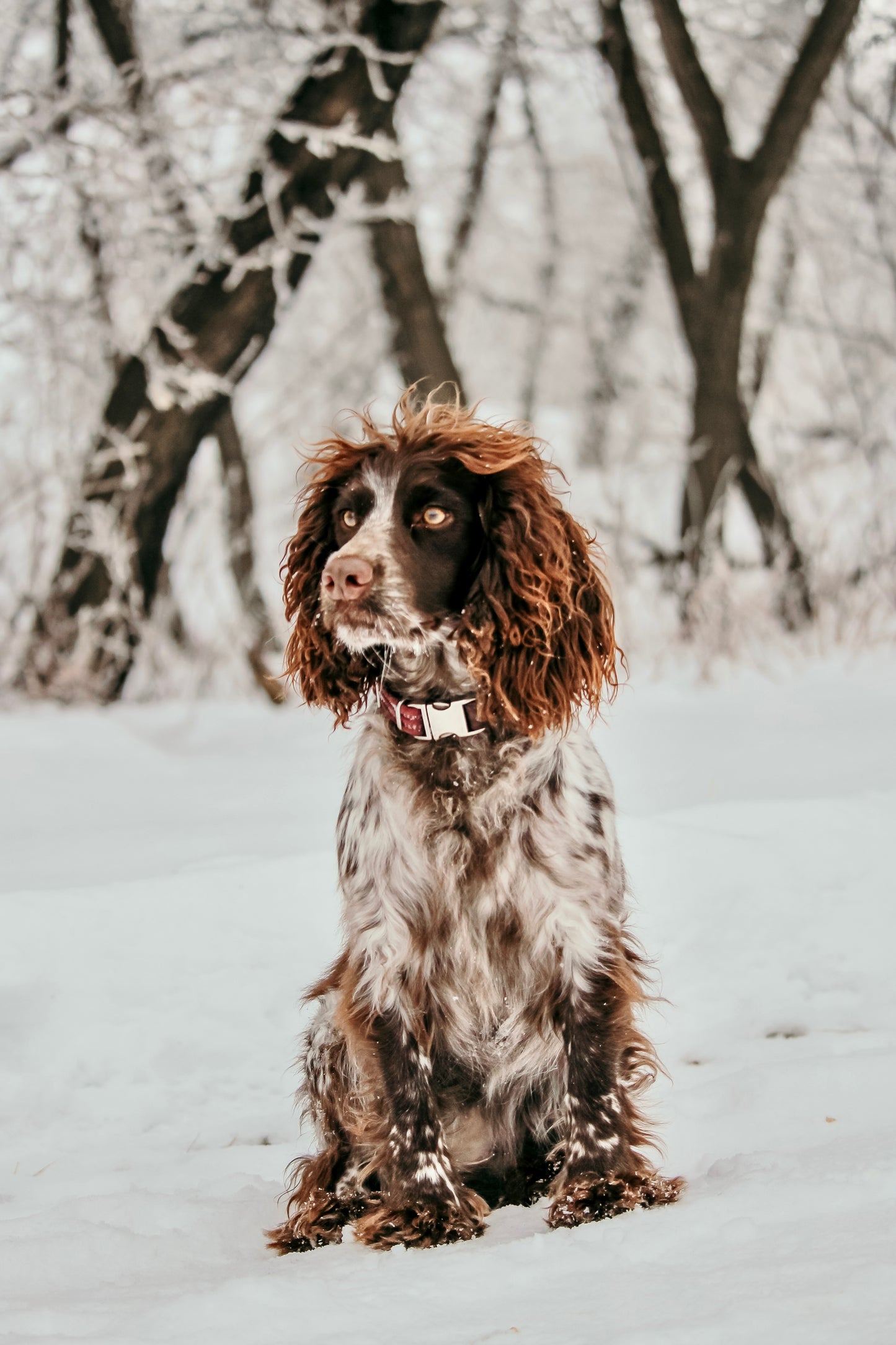 Maisie x Gus Puppies (Coming Soon!)
