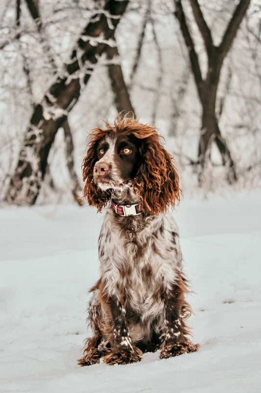 Maisie x Gus Puppies (Coming Soon!)