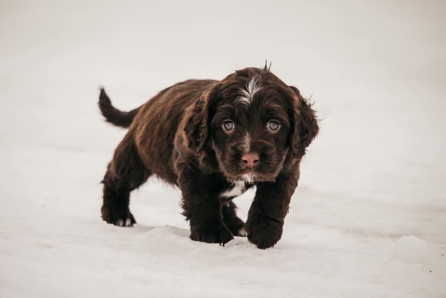 Maisie x Gus Puppies