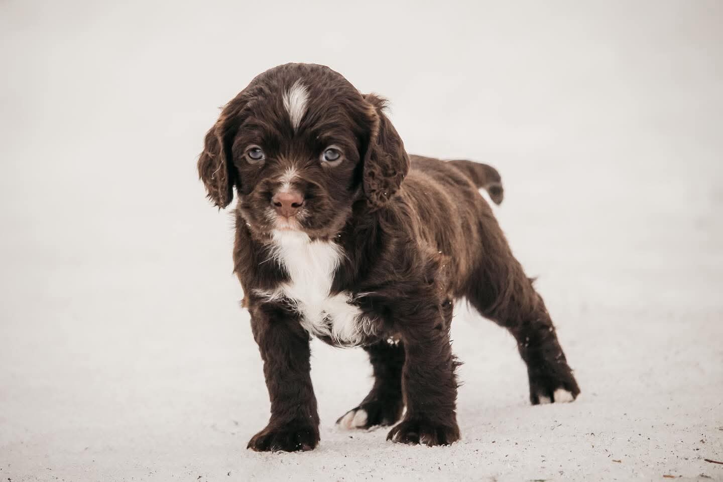 Maisie x Gus Puppies