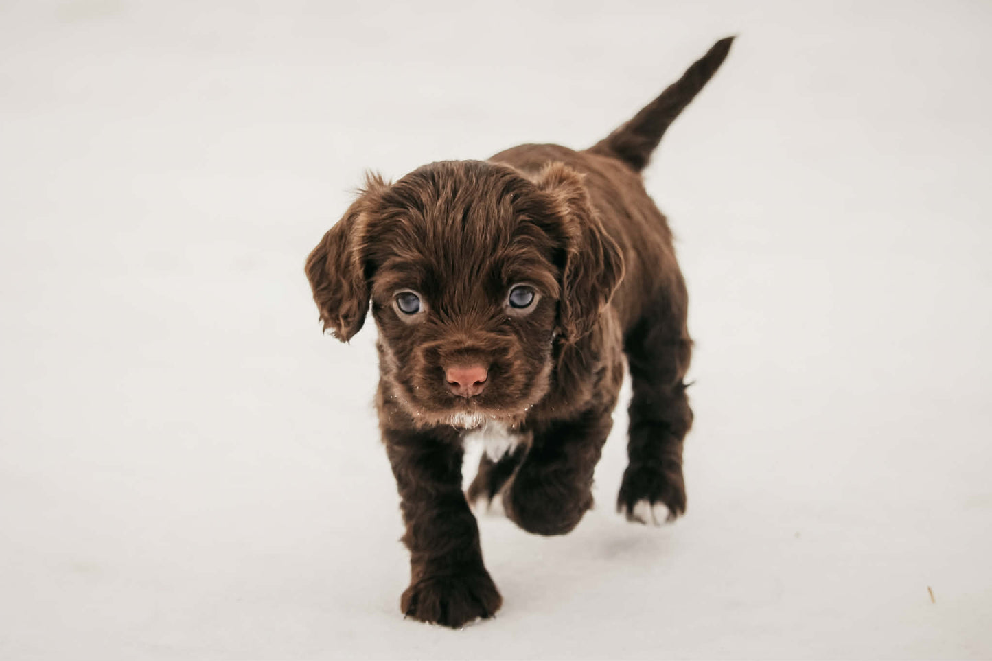 Maisie x Gus Puppies